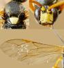 Ichneumon sarcitorius
